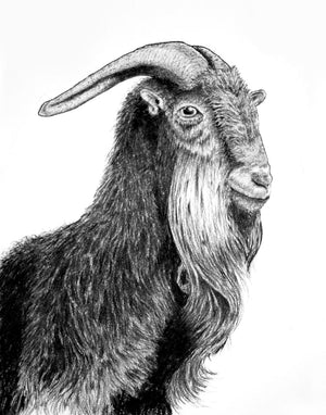 charcoal drawing goat animal fine art print 
