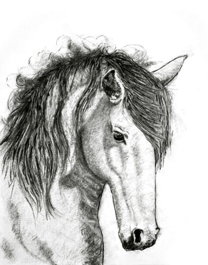 charcoal drawing horse fine art print
