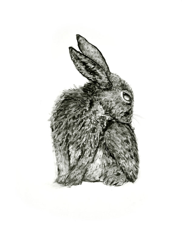 charcoal-rabbit-bunny-art-