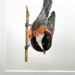 Chestnut-backed Chickadee watercolor bird painting detail
