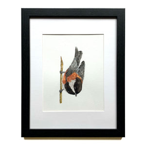 Chestnut-backed Chickadee watercolor bird painting in black frame