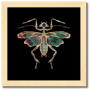 10 inch square Gold Foil Galactic Cricket Fine Art Print by Aimee Schreiber, galaxy gold leaf ink in natural maple wood frame