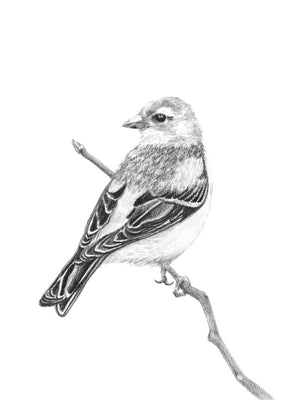 "Finch" Graphite Bird Art Print