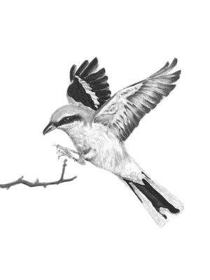 "Great Grey Shrike" Charcoal Bird Art Print