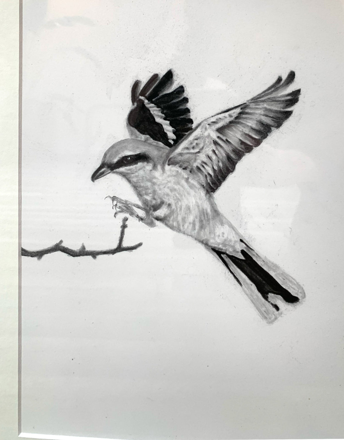 great grey shrike charcoal drawing