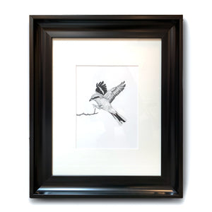 great grey shrike flying bird drawing