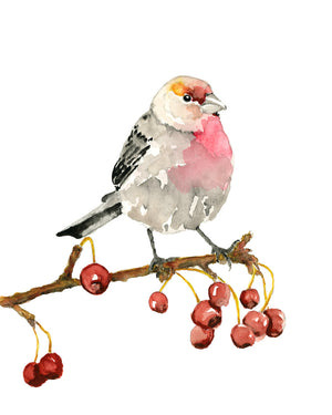 house finch bird art print by Danny Schreiber