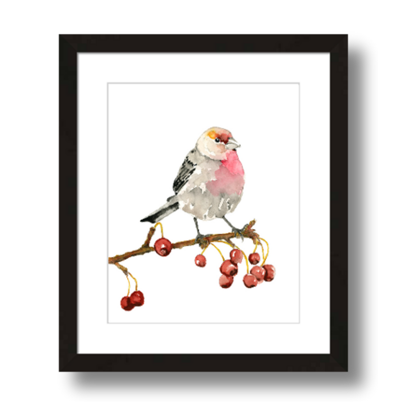 house finch art print framed 8x10
