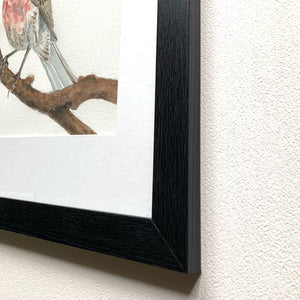 Finch red bird watercolor painting black frame detail