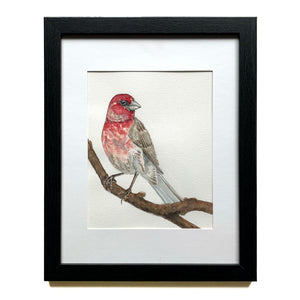 Finch red bird watercolor painting in black frame