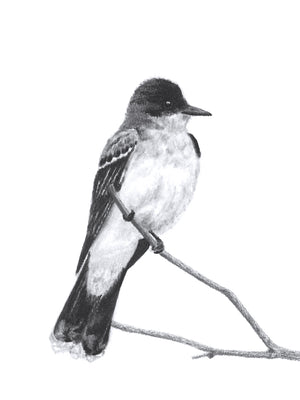 "Kingbird" Charcoal Bird Art Print