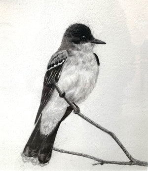 kingbird charcoal drawing 