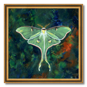 luna moth art print luminosity framed 16 inch