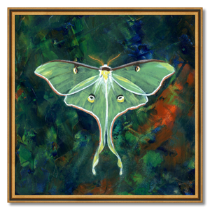 luna moth art print luminosity framed 124 inch
