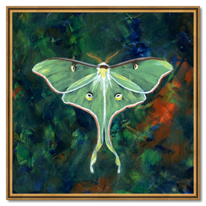 luna moth art print luminosity framed 30 inch