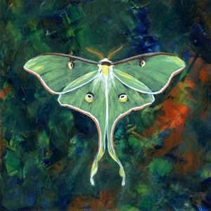 luna moth art print luminosity
