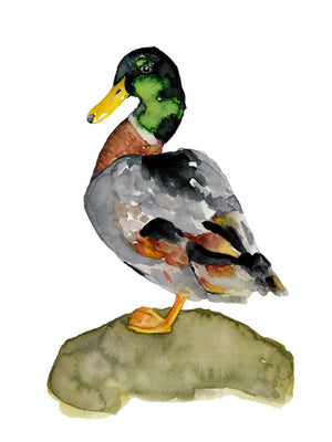 "Mallard Duck" Art Print