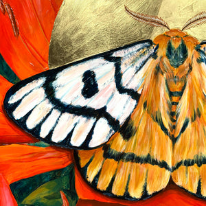 nuttall's sheep moth painting detail