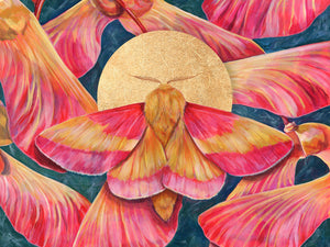 "Rosy Maple Moth" Art Print