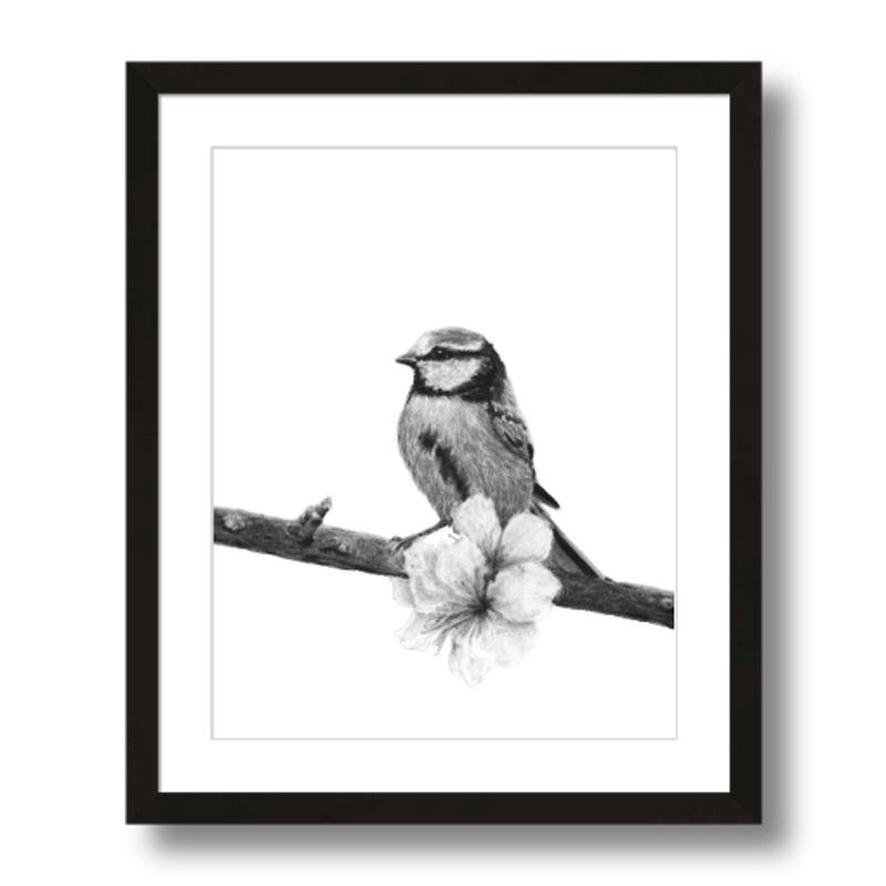 songbird charcoal art print framed 11x14