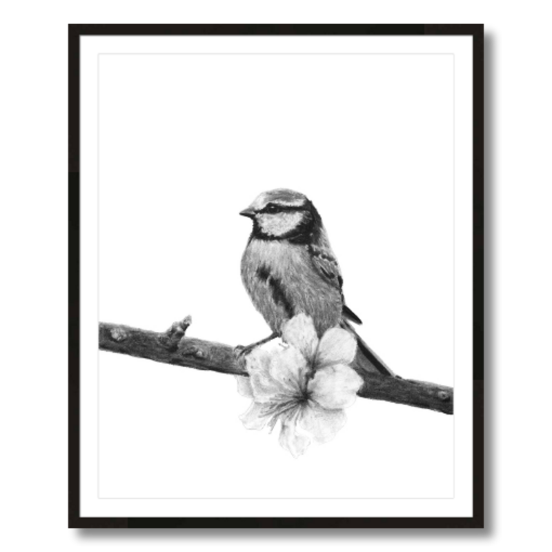 songbird charcoal art print framed 24x30
