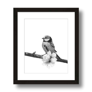 songbird charcoal art print framed 8x10