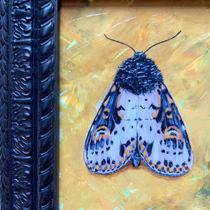 spanish moth painting texture detail