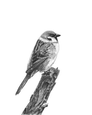 tree sparrow charcoal art print 