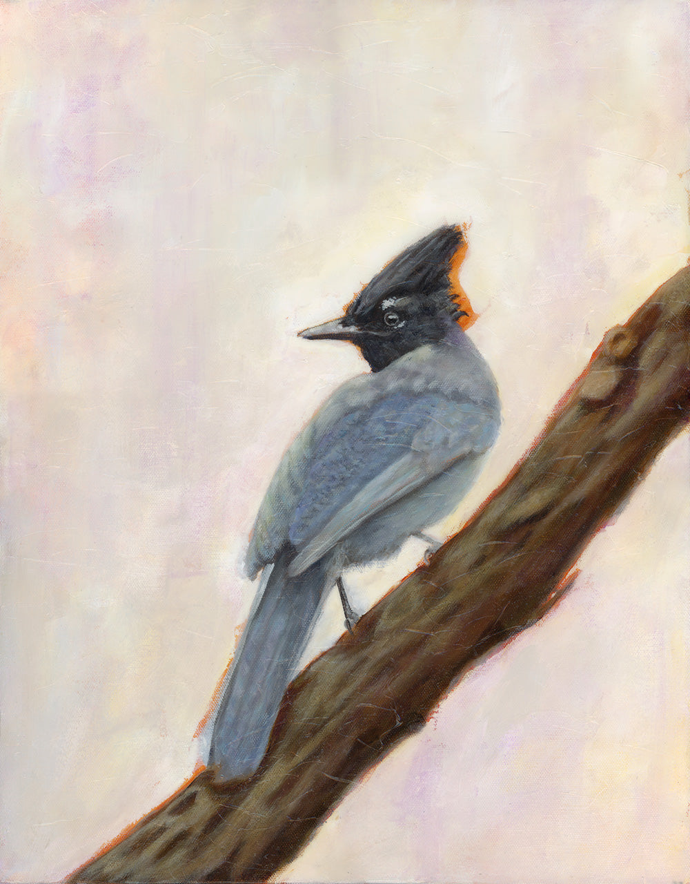 Steller&#39;s Jay art print by Danny Schreiber