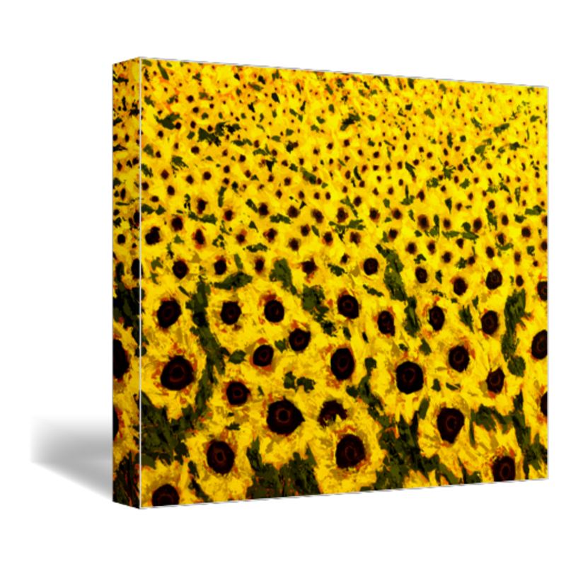 sunflower field art print on canvas 16x20