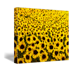sunflower field art print on canvas 16x20