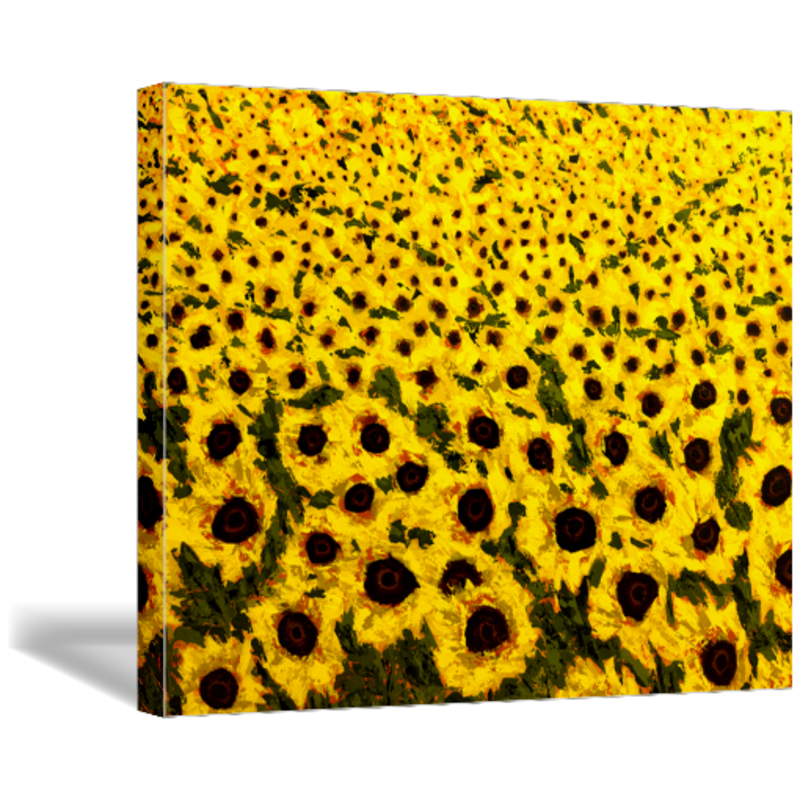 sunflower field art print on canvas 30x24