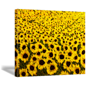 sunflower field art print on canvas 30x24
