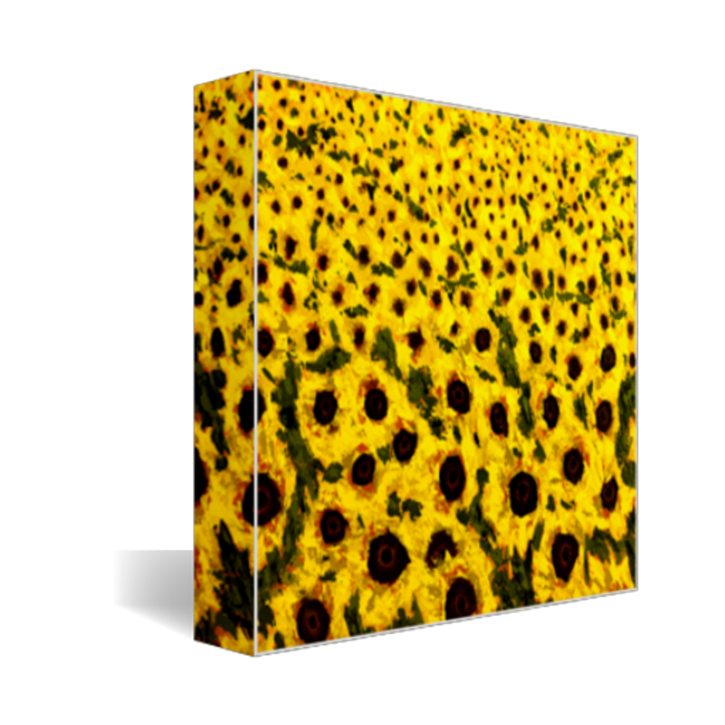 sunflower field art print on canvas 8x10