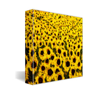 sunflower field art print on canvas 8x10