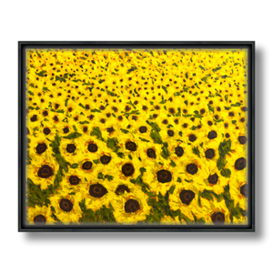 sunflower field art print on canvas in float frame 30x24