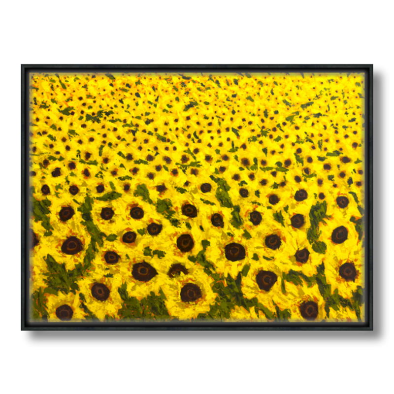 sunflower field art print on canvas in float frame 30x40