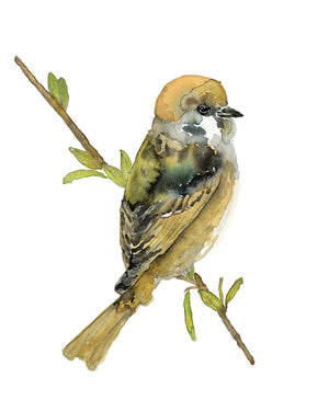 tree sparrow art print watercolor by Danny Schreiber