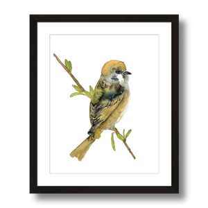 tree sparrow art print framed 11x14