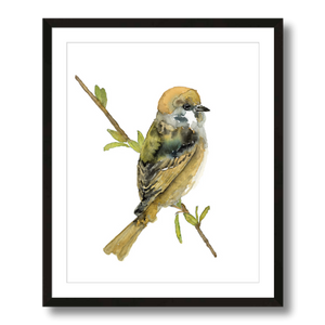 tree sparrow art print framed 16x20
