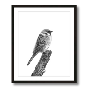 tree sparrow charcoal art print framed 16x20