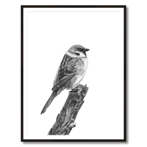 tree sparrow charcoal art print framed 30x40