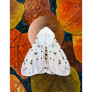 white ermine moth art print by Aimee Schreiber
