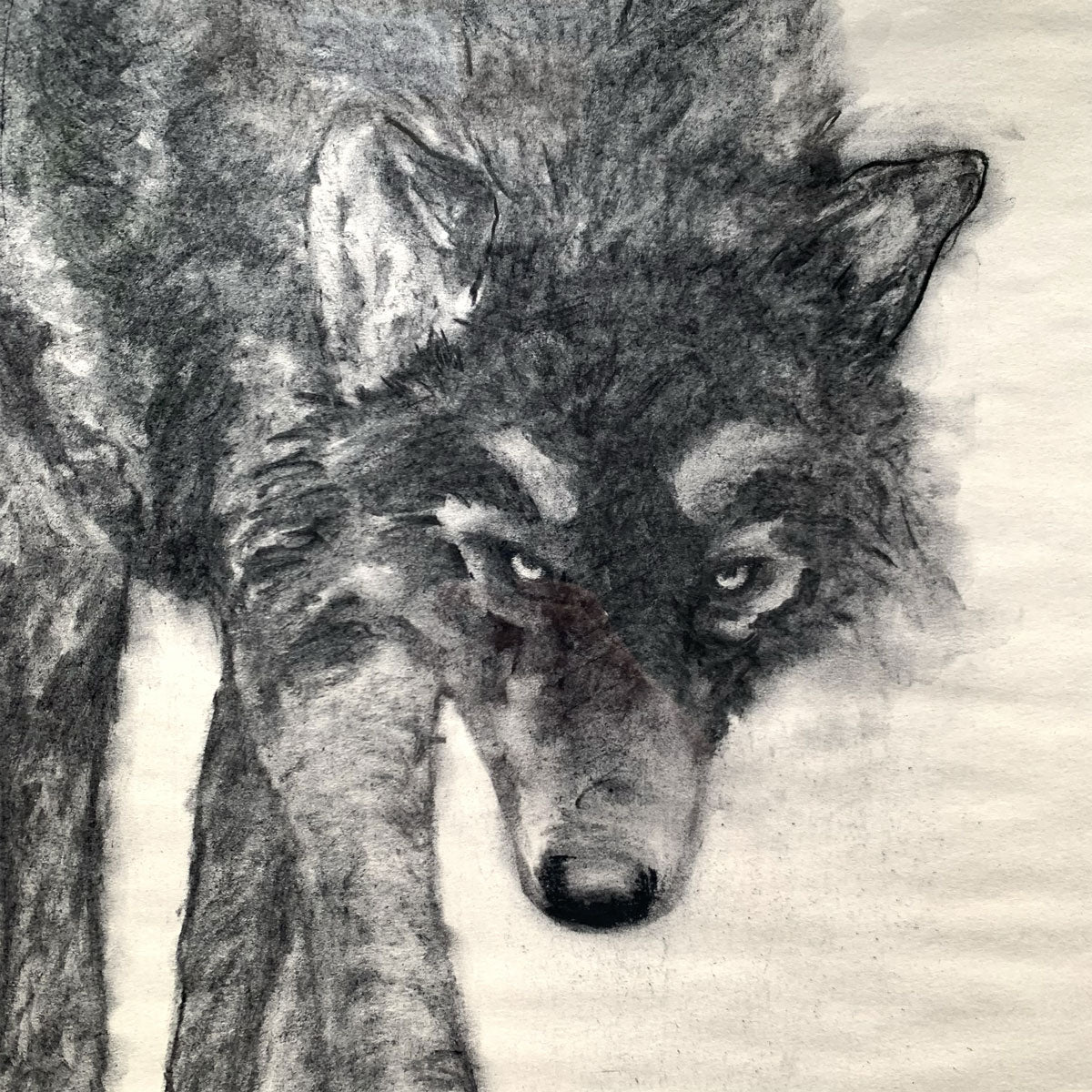 ArtStation - Charcoal drawing of The Wolf