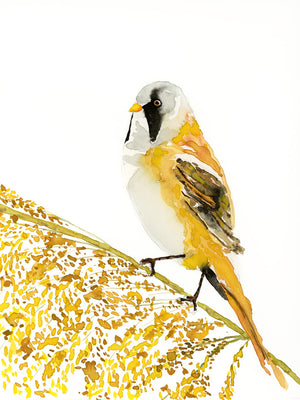 "Bearded Reedling" Yellow Bird Art Print